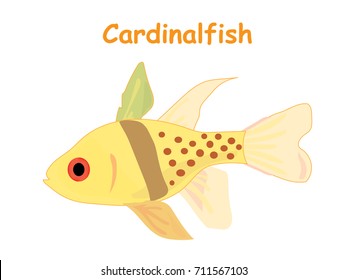 Fish vector cartoon illustration t shirt design for kids with aquatic animal cardinalfish isolated on white background, design for introduction of different types of fish for your child