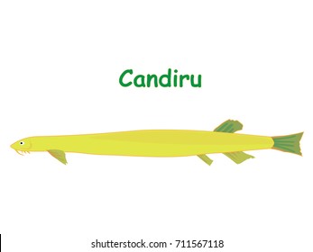 Candirú