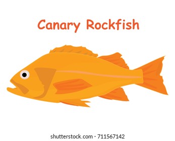 Fish vector cartoon illustration t shirt design for kids with aquatic animal canary rockfish isolated on white background, design for introduction of different types of fish for your child