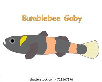 Fish vector cartoon illustration t shirt design for kids with aquatic animal bumblebee goby fish isolated on white background, design for introduction of different types of fish for your child