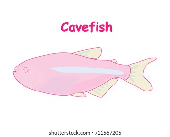 Fish vector cartoon illustration t shirt design for kids with aquatic animal cavefish isolated on white background, design for introduction of different types of fish for your child