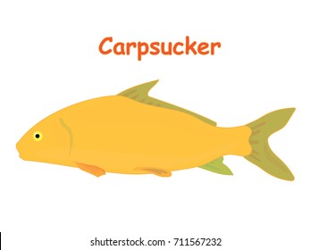 Fish vector cartoon illustration t shirt design for kids with aquatic animal carpsucker fish wallpaper isolated on white background, design for introduction of different types of fish for your child