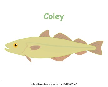 Fish vector cartoon illustration t shirt design for kids with aquatic animal coley fish isolated on white background, design for introduction different types of fish for your children