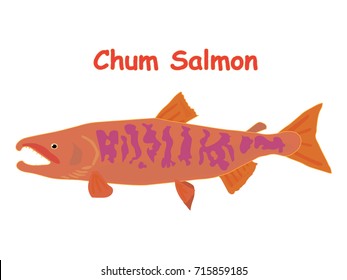 Fish vector cartoon illustration t shirt design for kids with aquatic animal chum salmon fish isolated on white background, design for introduction different types of fish for your children