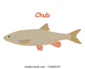 Fish vector cartoon illustration t shirt design for kids with aquatic animal chub fish isolated on white background, design for introduction different types of fish for your children