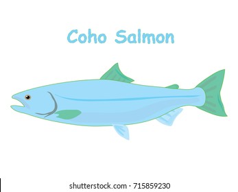 Fish vector cartoon illustration t shirt design for kids with aquatic animal coho salmon fish isolated on white background, design for introduction of different types of fish for your children