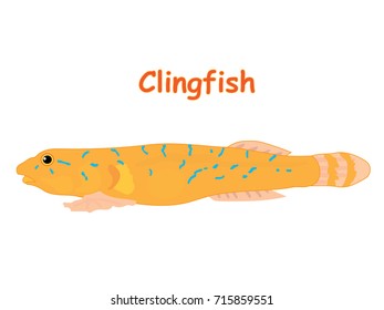 Fish vector cartoon illustration t shirt design for kids with aquatic animal clingfish isolated on white background, design for introduction different types of fish for your children