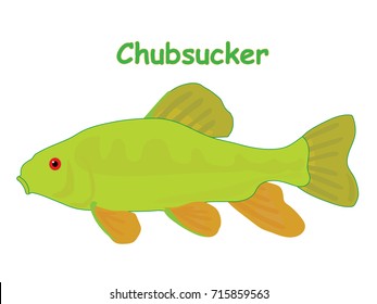 Fish vector cartoon illustration t shirt design for kids with aquatic animal chubsucker fish isolated on white background, design for introduction different types of fish for your children