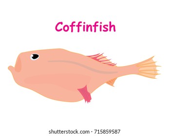 Fish vector cartoon illustration t shirt design for kids with aquatic animal coffinfish isolated on white background, design for introduction different types of fish for your children