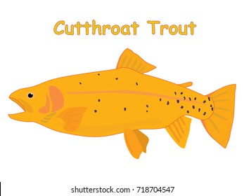 Fish vector cartoon illustration t shirt design for kids with aquatic animal cutthroat trout fish isolated on white background, design for introduction different types of fish for your children