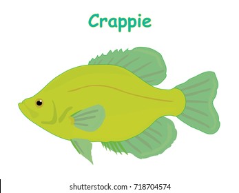 Fish vector cartoon illustration t shirt design for kids with aquatic animal crappie fish isolated on white background, design for introduction different types of fish for your children