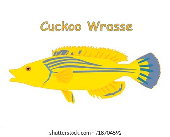 Fish vector cartoon illustration t shirt design for kids with aquatic animal cuckoo wrasse fish isolated on white background, design for introduction different types of fish for your children