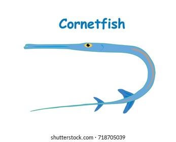 Fish vector cartoon illustration t shirt design for kids with aquatic animal cornetfish isolated on white background, design for introduction different types of fish for your children