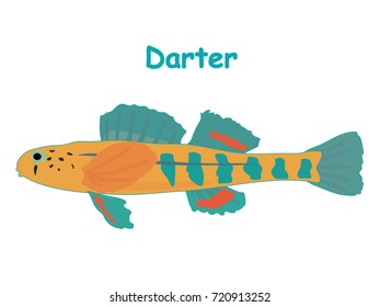 Fish vector cartoon illustration t shirt design for kids with aquatic animal darter fish isolated on white background, different types of fish education for your children and other uses