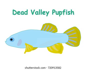 Fish vector cartoon illustration t shirt design for kids with aquatic animal dead valley pupfish isolated on white background, different types of fish education for your children and other uses