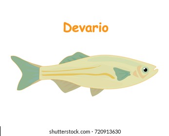 Fish vector cartoon illustration t shirt design for kids with aquatic animal devario fish isolated on white background, different types of fish education for your children and other uses