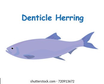 Fish vector cartoon illustration t shirt design for kids with aquatic animal denticle herring fish isolated on white background, different types of fish education for your children and other uses