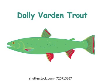 Fish vector cartoon illustration t shirt design for kids with aquatic animal dolly varden trout fish isolated on white background, different types of fish education for your children and other uses