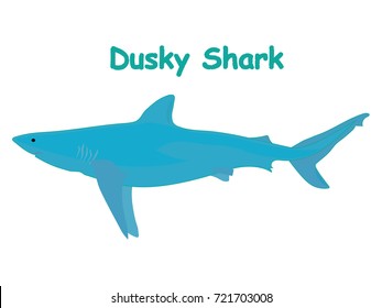 Fish vector cartoon illustration t shirt design for kids with aquatic animal dusky shark fish isolated on white background, different types of fish education for your children and other uses