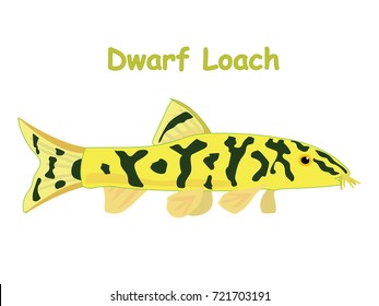 Fish vector cartoon illustration t shirt design for kids with aquatic animal dwarf loach fish isolated on white background, different types of fish education for your children and other uses