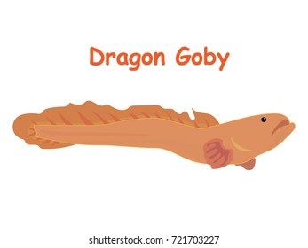 Fish vector cartoon illustration t shirt design for kids with aquatic animal dragon goby fish isolated on white background, different types of fish education for your children and other uses