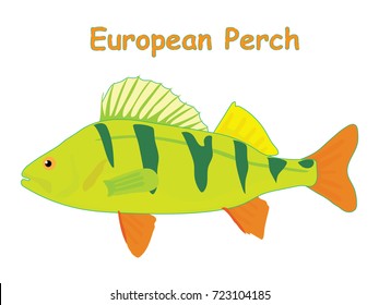 Fish vector cartoon illustration t shirt design for kids with aquatic animal european perch fish isolated on white background, different types of fish education for your children and other uses
