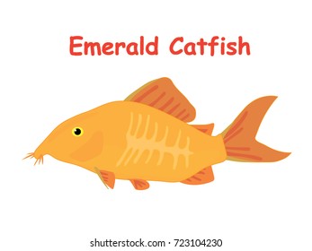 Fish vector cartoon illustration t shirt design for kids with aquatic animal emerald catfish isolated on white background, different types of fish education for your children and other uses