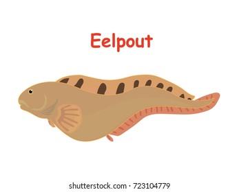 Fish vector cartoon illustration t shirt design for kids with aquatic animal eelpout fish isolated on white background, different types of fish education for your children and other uses