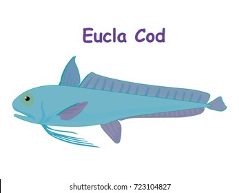 Fish vector cartoon illustration t shirt design for kids with aquatic animal eucla cod fish isolated on white background, different types of fish education for your children and other uses