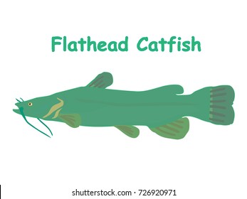 Fish vector cartoon illustration t shirt design for kids with aquatic animal flathead fish isolated on white background, different types of fish education for your children and other uses