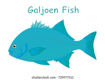 Fish vector cartoon illustration t shirt design for kids with aquatic animal galjoen fish isolated on white background, different types of fish education for your children and other uses