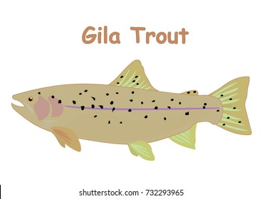 Fish vector cartoon illustration t shirt design for kids with aquatic animal gila trout fish isolated on white background, different types of fish education for your children and other uses
