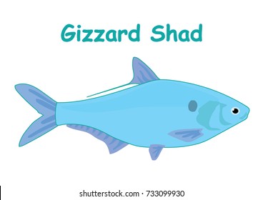 Fish vector cartoon illustration t shirt design for kids with aquatic animal gizzard shad fish isolated on white background, different types of fish education for your children and other uses