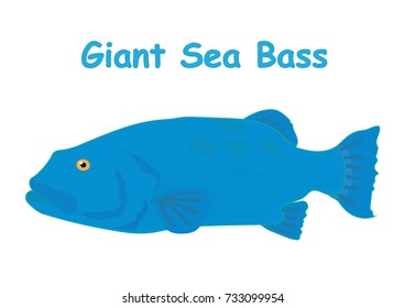 Fish vector cartoon illustration t shirt design for kids with aquatic animal giant sea bass fish isolated on white background, different types of fish education for your children and other uses