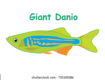 Fish vector cartoon illustration t shirt design for kids with aquatic animal giant danio fish isolated on white background, different types of fish education for your children and other uses