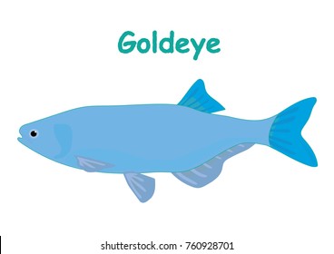 Fish vector cartoon illustration t shirt design for kids with aquatic animal goldeye fish isolated on white background