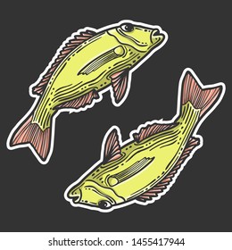Fish. Vector concept in doodle and sketch style. Hand drawn illustration for printing on T-shirts, postcards. Icon and logo idea.