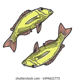 Fish. Vector concept in doodle and sketch style. Hand drawn illustration for printing on T-shirts, postcards. Icon and logo idea.