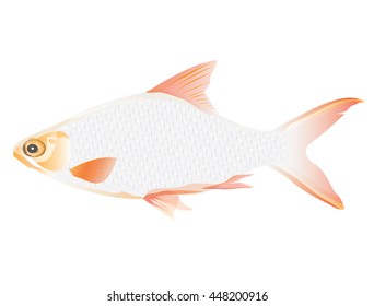 fish vector design
