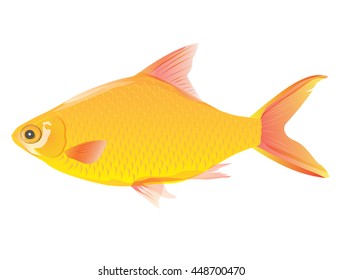 fish vector design