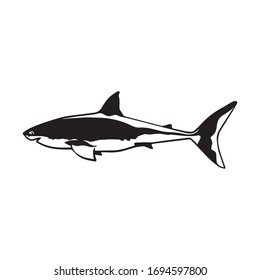 fish vector design, shark graphic illustration, art tattoo, ocean symbol