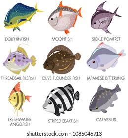 Vector de peces Dolphinfish Sickle Pomfret Threadsail Filefish Flounder de aceitunas Pescado japonés Peces anaranjados de agua dulce Carassius de Beakfish despojado