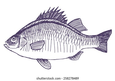 Fish vector drawing