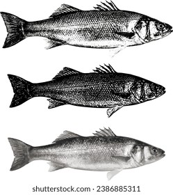 vectores de peces dibujar peces ilustración lubina marina, salmón