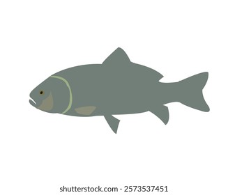 Fish Vector Free Eps Download