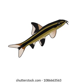 fish vector illustration