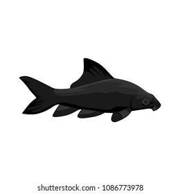 fish vector illustration