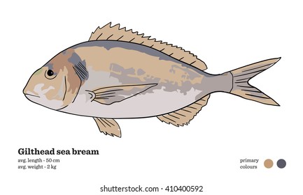Fish vector illustration
