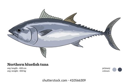 Fish vector illustration