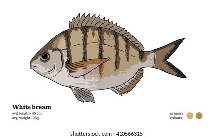 Fish vector illustration